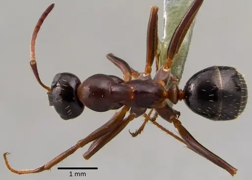 Formica pallidefulva - ANTWEB1041751