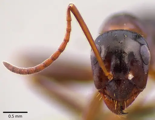 Formica pallidefulva - ANTWEB1041751