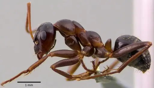 Formica pallidefulva - ANTWEB1041751