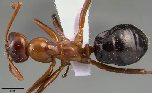 Formica pallidefulva - ANTWEB1041802