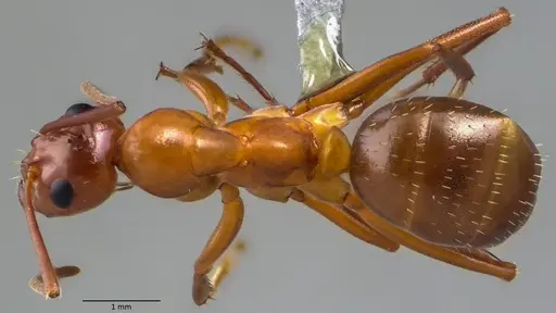 Formica pallidefulva - ANTWEB1060058