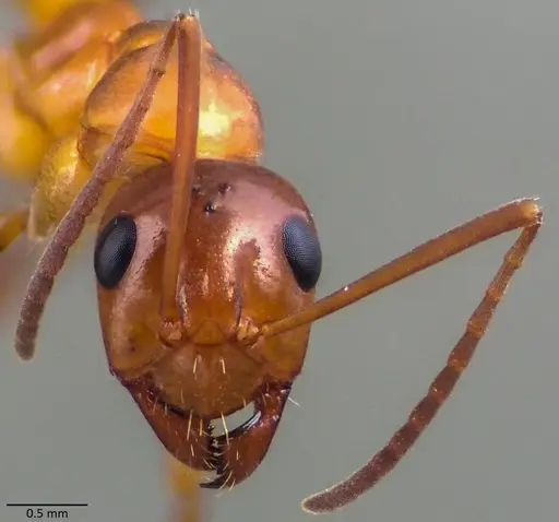 Formica pallidefulva - ANTWEB1060058