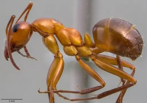 Formica pallidefulva - ANTWEB1060058
