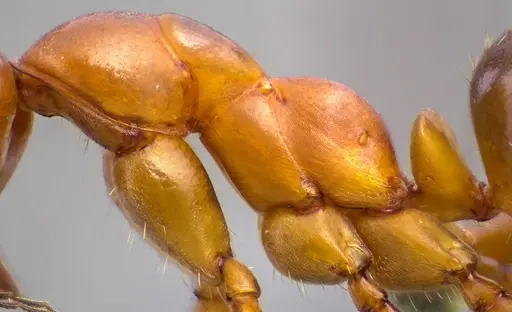 Formica pallidefulva - ANTWEB1060058