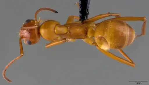 Formica pallidefulva - ANTWEB1060102