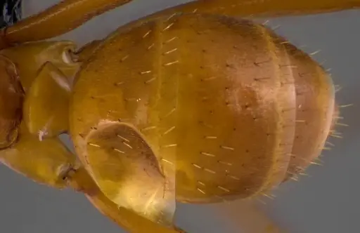 Formica pallidefulva - ANTWEB1060102