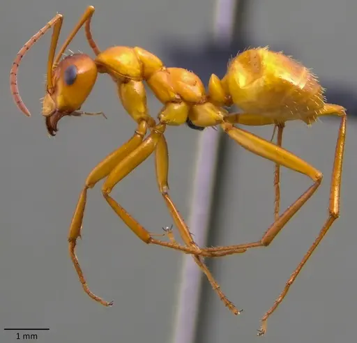 Formica pallidefulva - ANTWEB1060102