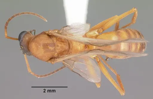 Formica pallidefulva - CASENT0103929