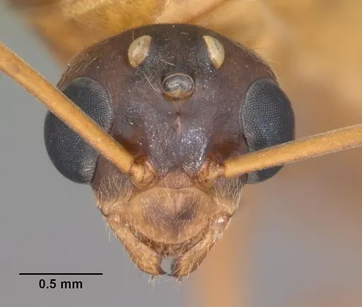 Formica pallidefulva - CASENT0103929