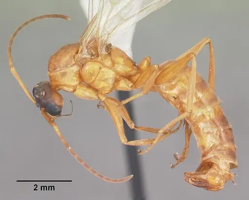 Formica pallidefulva - CASENT0103929