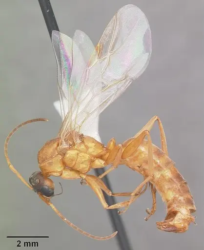Formica pallidefulva - CASENT0103929