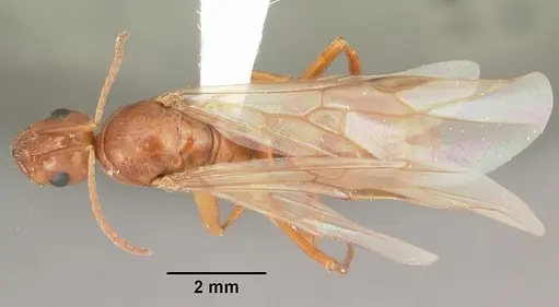 Formica pallidefulva - CASENT0103930