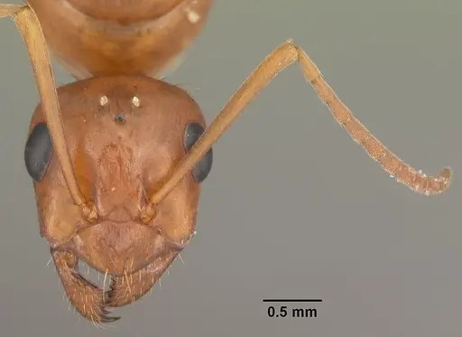 Formica pallidefulva - CASENT0103930
