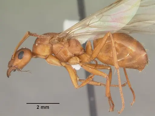 Formica pallidefulva - CASENT0103930