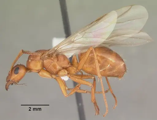 Formica pallidefulva - CASENT0103930
