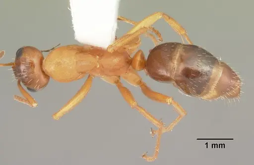 Formica pallidefulva - CASENT0103931