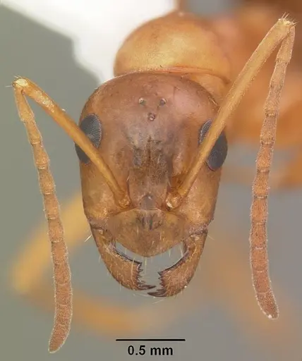 Formica pallidefulva - CASENT0103931