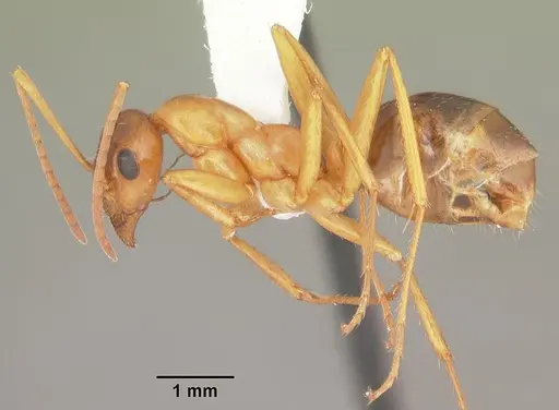 Formica pallidefulva - CASENT0103931