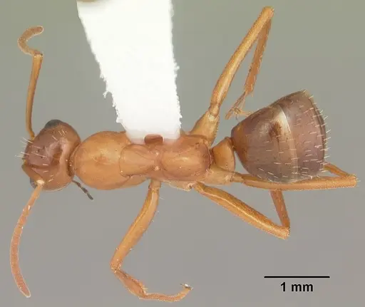 Formica pallidefulva - CASENT0103932
