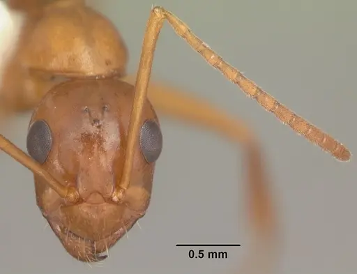 Formica pallidefulva - CASENT0103932