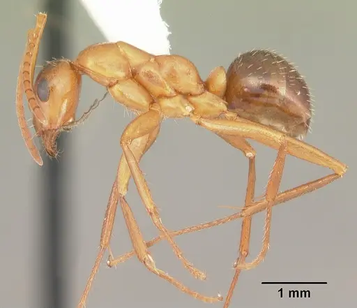 Formica pallidefulva - CASENT0103932