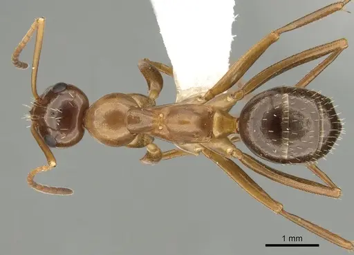 Formica pallidefulva - CASENT0280345