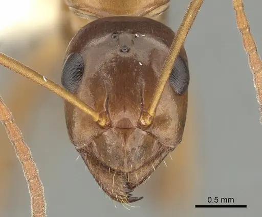 Formica pallidefulva - CASENT0280345