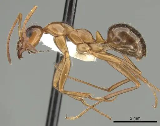 Formica pallidefulva - CASENT0280345