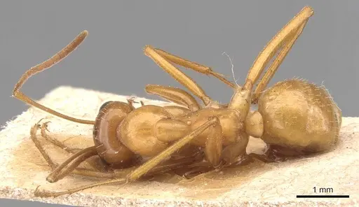 Formica pallidefulva - CASENT0905707