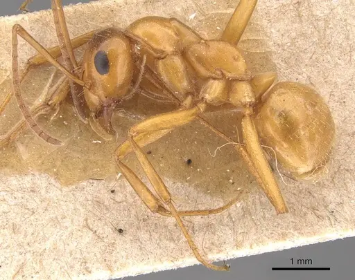 Formica pallidefulva - CASENT0905707