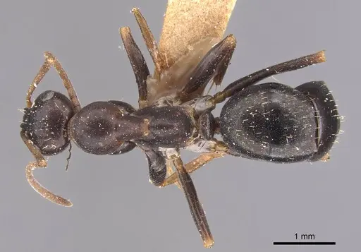 Formica pallidefulva - CASENT0905709