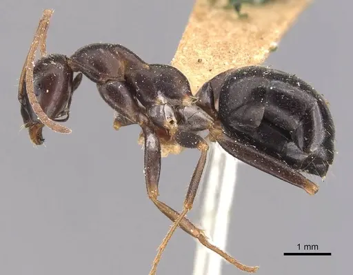 Formica pallidefulva - CASENT0905709