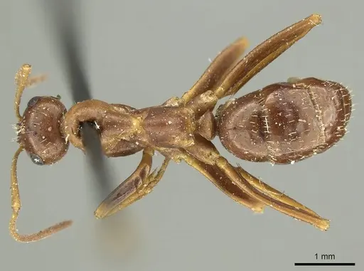 Formica pallidefulva - CASENT0915638