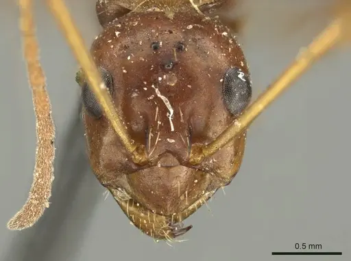 Formica pallidefulva - CASENT0915638