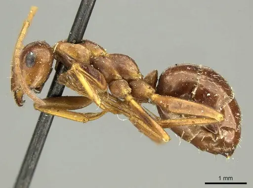 Formica pallidefulva - CASENT0915638