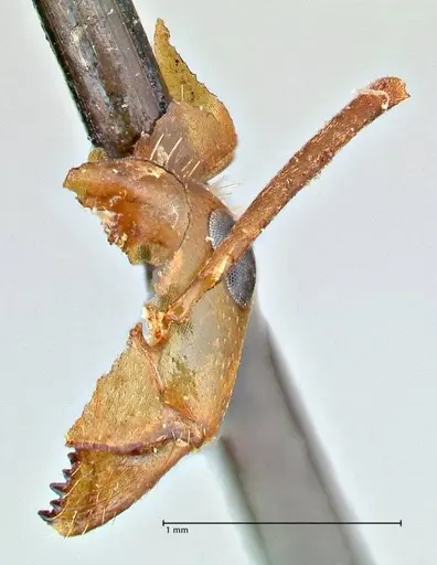 Formica pallidefulva - FOCOL2743