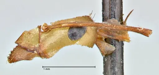 Formica pallidefulva - FOCOL2743