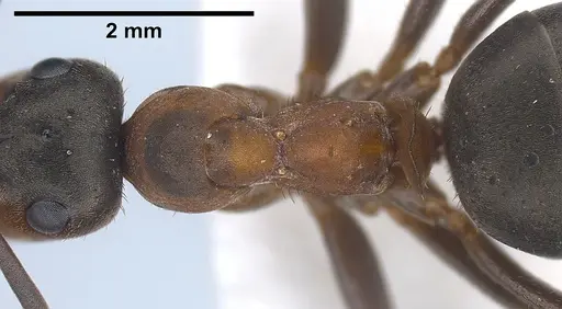 Formica paralugubris specimen