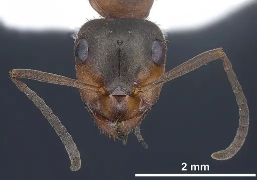 Formica paralugubris specimen