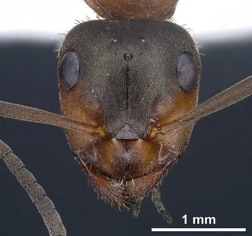 Formica paralugubris - ANTWEB1041356