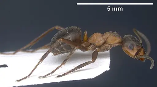 Formica paralugubris - ANTWEB1041356