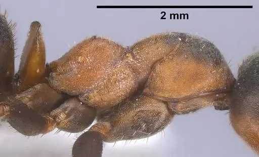 Formica paralugubris - ANTWEB1041356