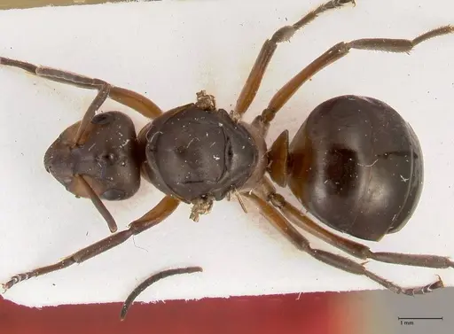 Formica paralugubris - FOCOL0762