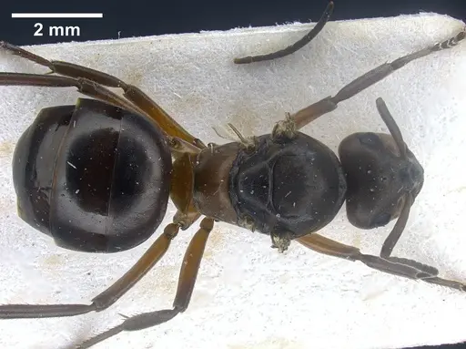 Formica paralugubris - FOCOL0762