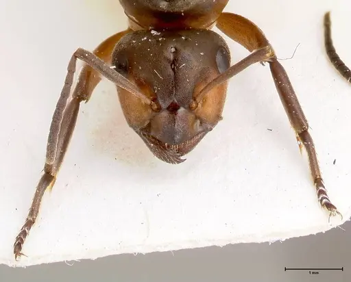 Formica paralugubris - FOCOL0762