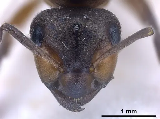 Formica paralugubris - FOCOL0762