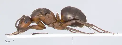 Formica paralugubris - FOCOL0762