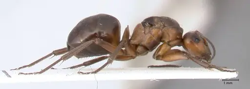 Formica paralugubris - FOCOL0762