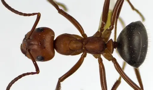 Formica pergandei specimen