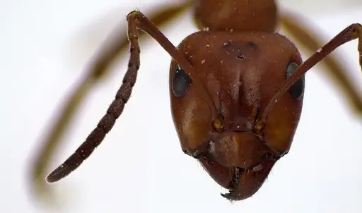 Formica pergandei specimen